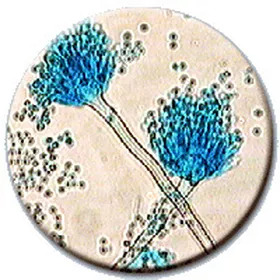 Mold Spores