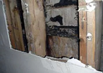 Inside Wall Mold Inspection